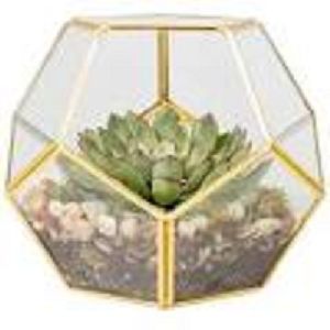 Gold Glass terrarium