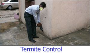 termite control services