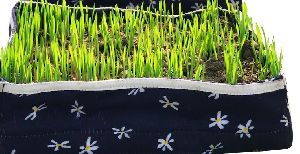 Dancing Flowers Wheat Grass Tray