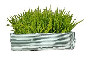 Green Striped Wheat Grass Tray