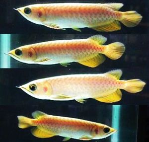 arowana gold fish
