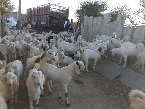 Sojat goats