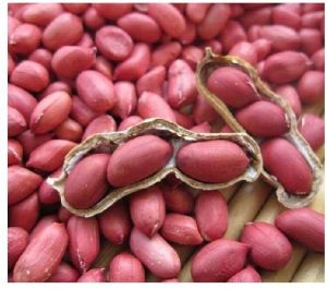 Groundnuts