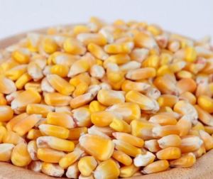 Yellow Corn Seeds