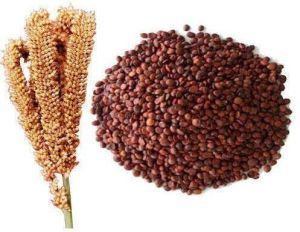 Finger Millet Seeds