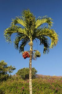 Betel Palm Plant