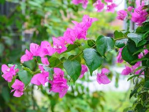 Bougainvillea Plant