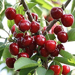 Cherry Plant