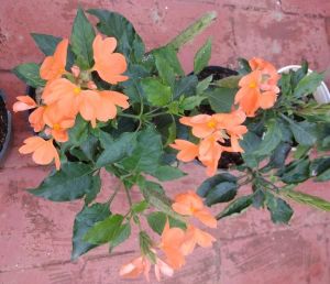 crossandra plant