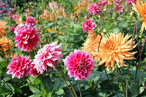 Dahlia Plant