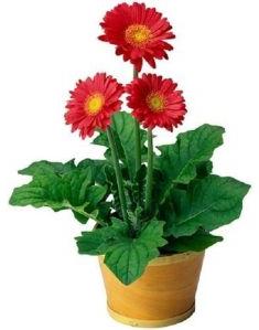 Gerbera Daisy Plant