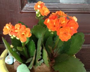 Kalanchoe Plant