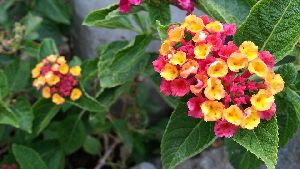 Lantana Plant