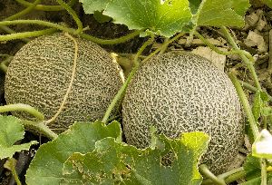 Muskmelon Plant