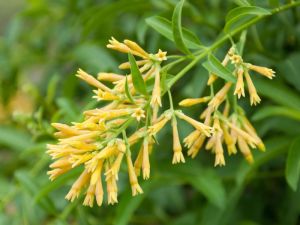 Night Jasmine Plant