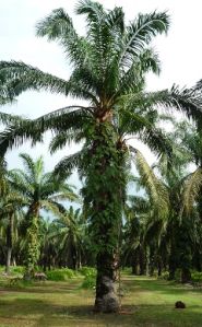 oil palm plant