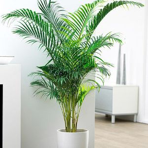 Talipot Palm Plant