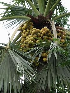 Toddy Palm Plant