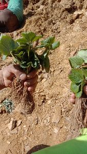 Strawberry Plants