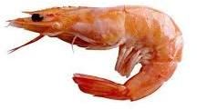 Fresh Prawn Fish