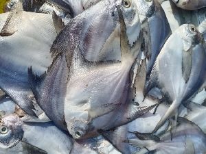 Frozen Pomfret Fish