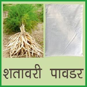 Shatavari Powder