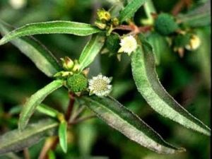 Eclipta Alba Herbs