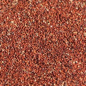 Finger Millet Seeds