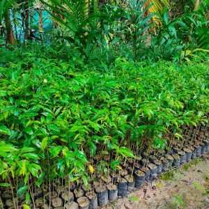 AGARWOOD SAPLINGS