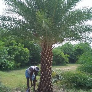 Dates palm tree