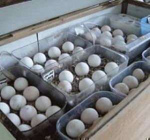 Parrot Eggs .