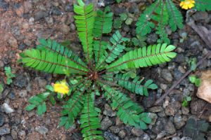 Leaves Biophytum Sensitivum