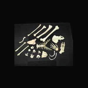 Femur Bone Model