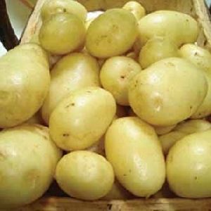 Himsona Potato Seeds