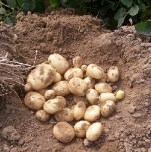 Kufri Mohan Potato Seeds