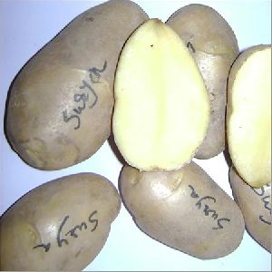 Surya Potato Seeds