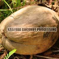 Fresh Husked Mature Coconut