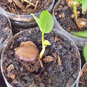 Custard Apple Plant Seeds