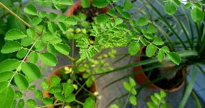Moringa Plants