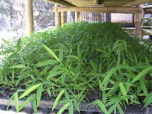 Tissue Culture Bamboo Plants