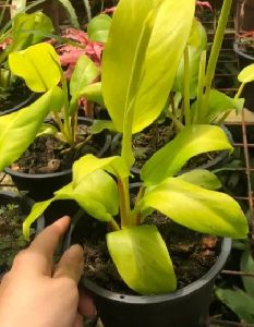 Philodendron Prince of Orange Plant