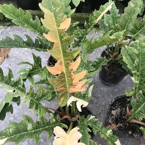 Philodendron Ring of Faire Plant