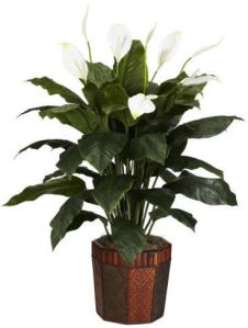 Spathiphyllum Plant