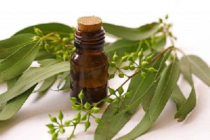 Eucalyptus Essential Oil