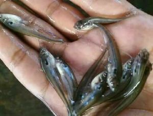 Pabda Fish Seed