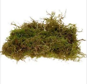 Moss Grass