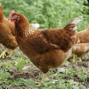 Live Kaveri Chicken