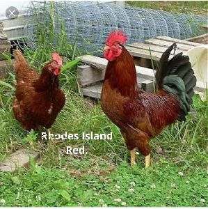 Live Rhode Island Red Chicken