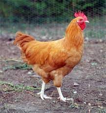 Live Sonali Chicken