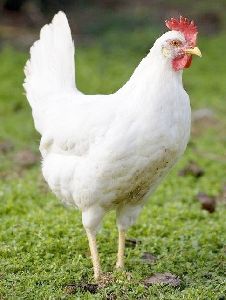 Live White Leghorn Chicken